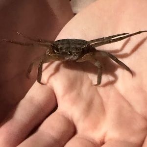 Meet your Posher, Kendall